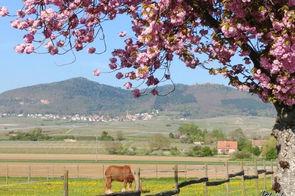 Gite A Eguisheim Proche De Colmar Et Kaysergberg. Εξωτερικό φωτογραφία
